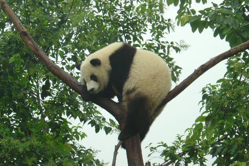 Wolong International Panda Reserve, Chengdu, China : Alex's Travel Blog