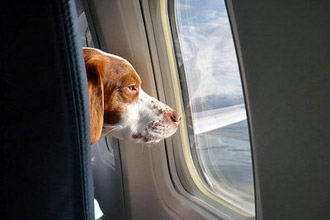 Tips for Traveling with Pets - feature photo